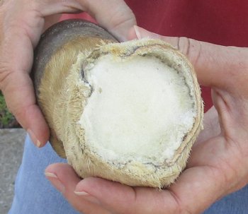 7" Zebra Foot Mount, available for sale - $35