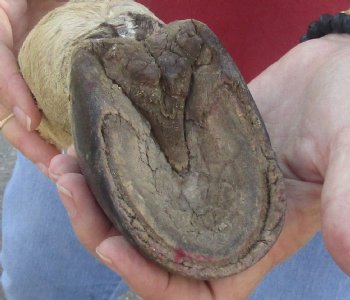 7" Zebra Foot Mount, available for sale - $35