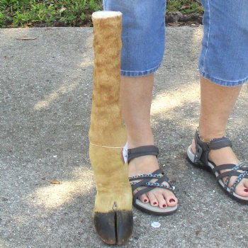 Very Small 19 inch tall Giraffe Foot Mount Available For Sale for $75