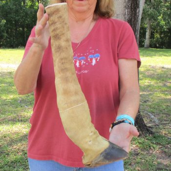 Very Small 19 inch tall Giraffe Foot Mount Available For Sale for $75