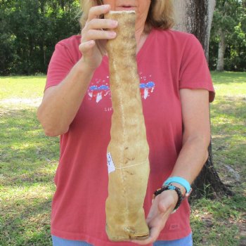 Very Small 19 inch tall Giraffe Foot Mount Available For Sale for $75