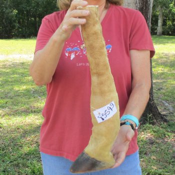 Very Small 19 inch tall Giraffe Foot Mount Available For Sale for $75