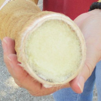 Very Small 19 inch tall Giraffe Foot Mount Available For Sale for $75