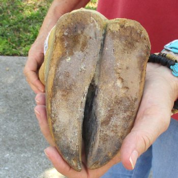 Very Small 19 inch tall Giraffe Foot Mount Available For Sale for $75