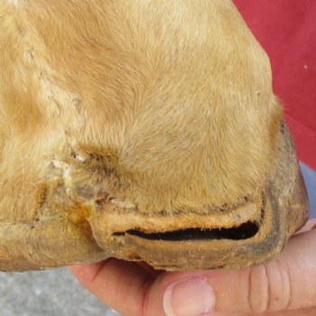 Very Small 19 inch tall Giraffe Foot Mount Available For Sale for $75