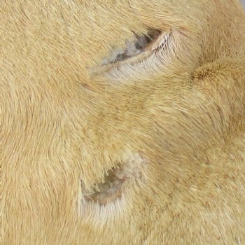 Very Small 19 inch tall Giraffe Foot Mount Available For Sale for $75