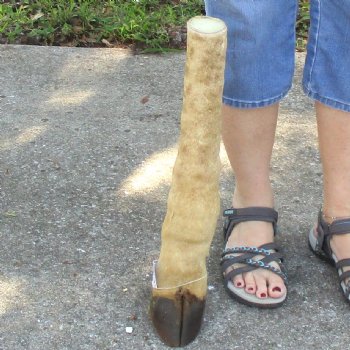 Very Small 18 inch tall Giraffe Foot Mount Available For Sale for $75