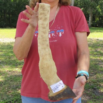 Very Small 18 inch tall Giraffe Foot Mount Available For Sale for $75