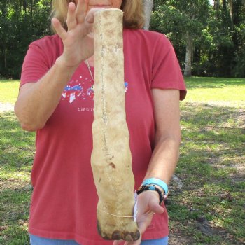 Very Small 18 inch tall Giraffe Foot Mount Available For Sale for $75