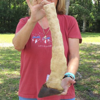 Very Small 18 inch tall Giraffe Foot Mount Available For Sale for $75