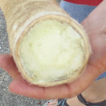 Very Small 18 inch tall Giraffe Foot Mount Available For Sale for $75