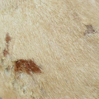 Very Small 18 inch tall Giraffe Foot Mount Available For Sale for $75