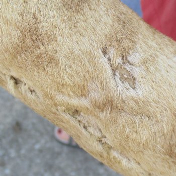 Very Small 18 inch tall Giraffe Foot Mount Available For Sale for $75