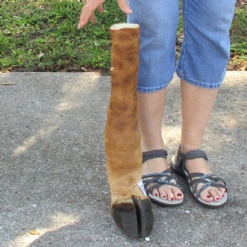 20 inch tall Giraffe Foot Mount Available For Sale for $90