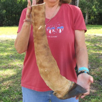 20 inch tall Giraffe Foot Mount Available For Sale for $90