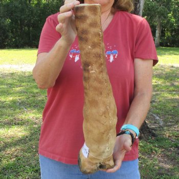 20 inch tall Giraffe Foot Mount Available For Sale for $90