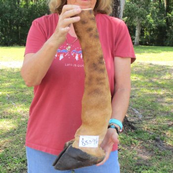 20 inch tall Giraffe Foot Mount Available For Sale for $90