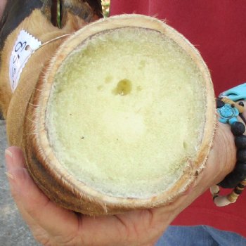 20 inch tall Giraffe Foot Mount Available For Sale for $90