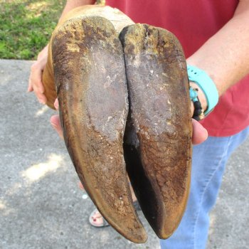 Very Small 18 inch tall Giraffe Foot Mount Available For Sale for $75