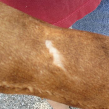 20 inch tall Giraffe Foot Mount Available For Sale for $90