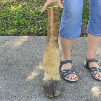 21 inch tall Giraffe Foot Mount Available For Sale for $90