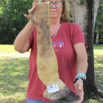 21 inch tall Giraffe Foot Mount Available For Sale for $90