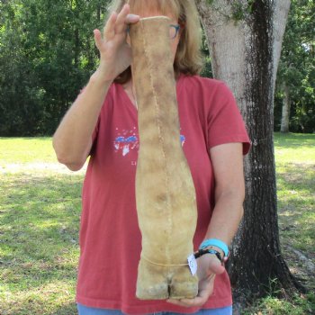 21 inch tall Giraffe Foot Mount Available For Sale for $90