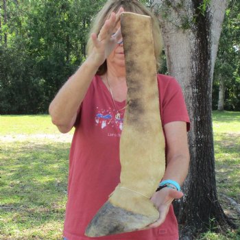 21 inch tall Giraffe Foot Mount Available For Sale for $90