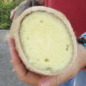 21 inch tall Giraffe Foot Mount Available For Sale for $90