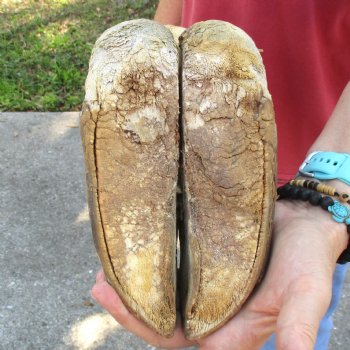 21 inch tall Giraffe Foot Mount Available For Sale for $90