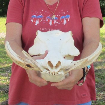 14 inch long African Warthog Skull for sale with 9-1/2 inch Ivory tusks - $180