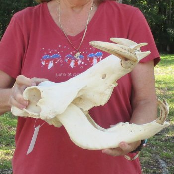 14 inch long African Warthog Skull for sale with 9-1/2 inch Ivory tusks - $180