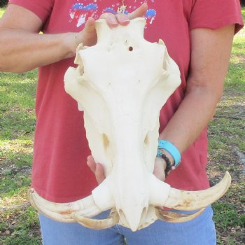 14 inch long African Warthog Skull for sale with 9-1/2 inch Ivory tusks - $180