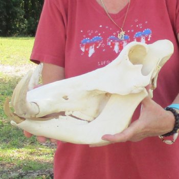 14 inch long African Warthog Skull for sale with 9-1/2 inch Ivory tusks - $180