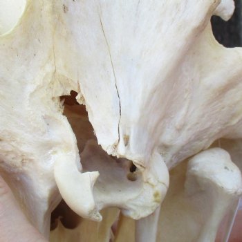 14 inch long African Warthog Skull for sale with 9-1/2 inch Ivory tusks - $180