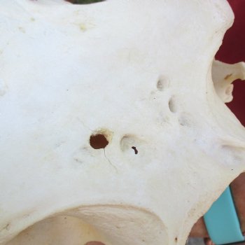 14 inch long African Warthog Skull for sale with 9-1/2 inch Ivory tusks - $180