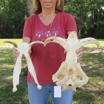14 inch long African Warthog Skull for sale with 9-1/2 inch Ivory tusks - $180