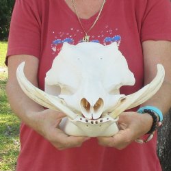 14 inch long African Warthog Skull for sale with 9 inch Ivory tusks - $170
