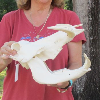 14 inch long African Warthog Skull for sale with 9 inch Ivory tusks - $170