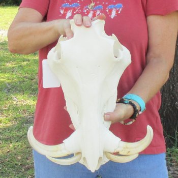 14 inch long African Warthog Skull for sale with 9 inch Ivory tusks - $170