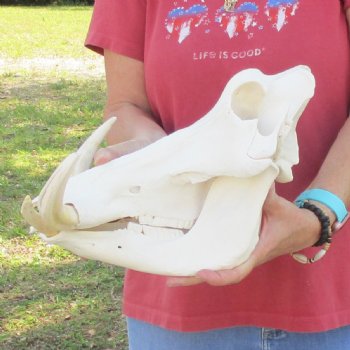 14 inch long African Warthog Skull for sale with 9 inch Ivory tusks - $170