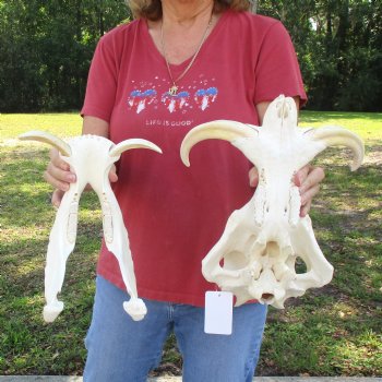 14 inch long African Warthog Skull for sale with 9 inch Ivory tusks - $170