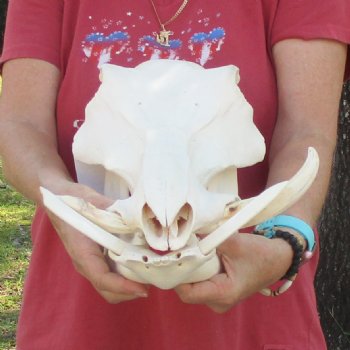 14 inch long African Warthog Skull for sale with 5 & 8 inch Ivory tusks - $150