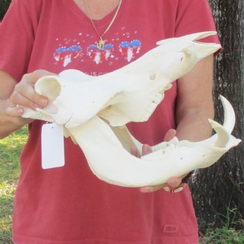 14 inch long African Warthog Skull for sale with 5 & 8 inch Ivory tusks - $150