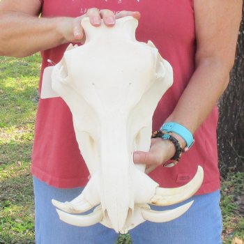 14 inch long African Warthog Skull for sale with 5 & 8 inch Ivory tusks - $150