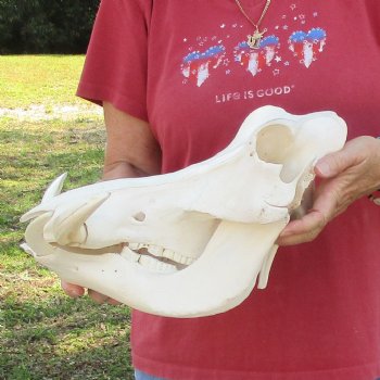 14 inch long African Warthog Skull for sale with 5 & 8 inch Ivory tusks - $150