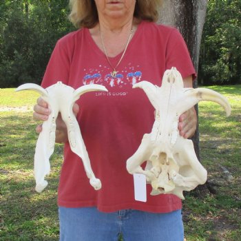 14 inch long African Warthog Skull for sale with 5 & 8 inch Ivory tusks - $150