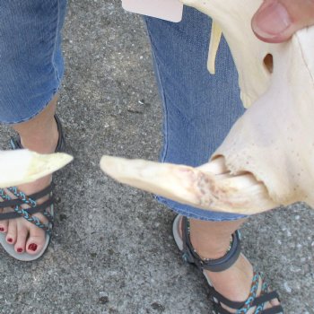 14 inch long African Warthog Skull for sale with 5 & 8 inch Ivory tusks - $150