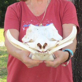 14 inch long African Warthog Skull for sale with 9-1/2 inch Ivory tusks - $180
