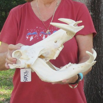 14 inch long African Warthog Skull for sale with 9-1/2 inch Ivory tusks - $180